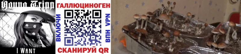 Купить закладки  Мегион  Галлюциногенные грибы GOLDEN TEACHER 